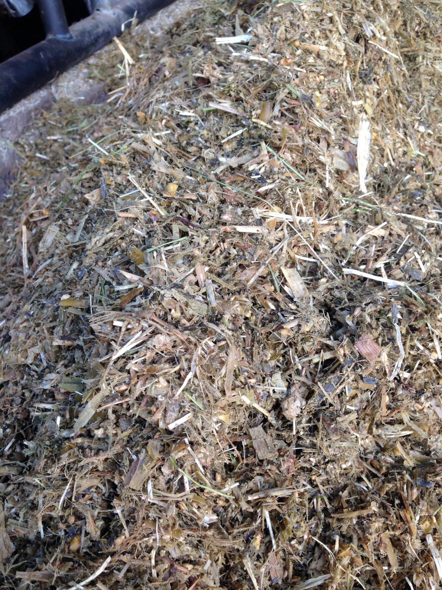 ensilage de maïs