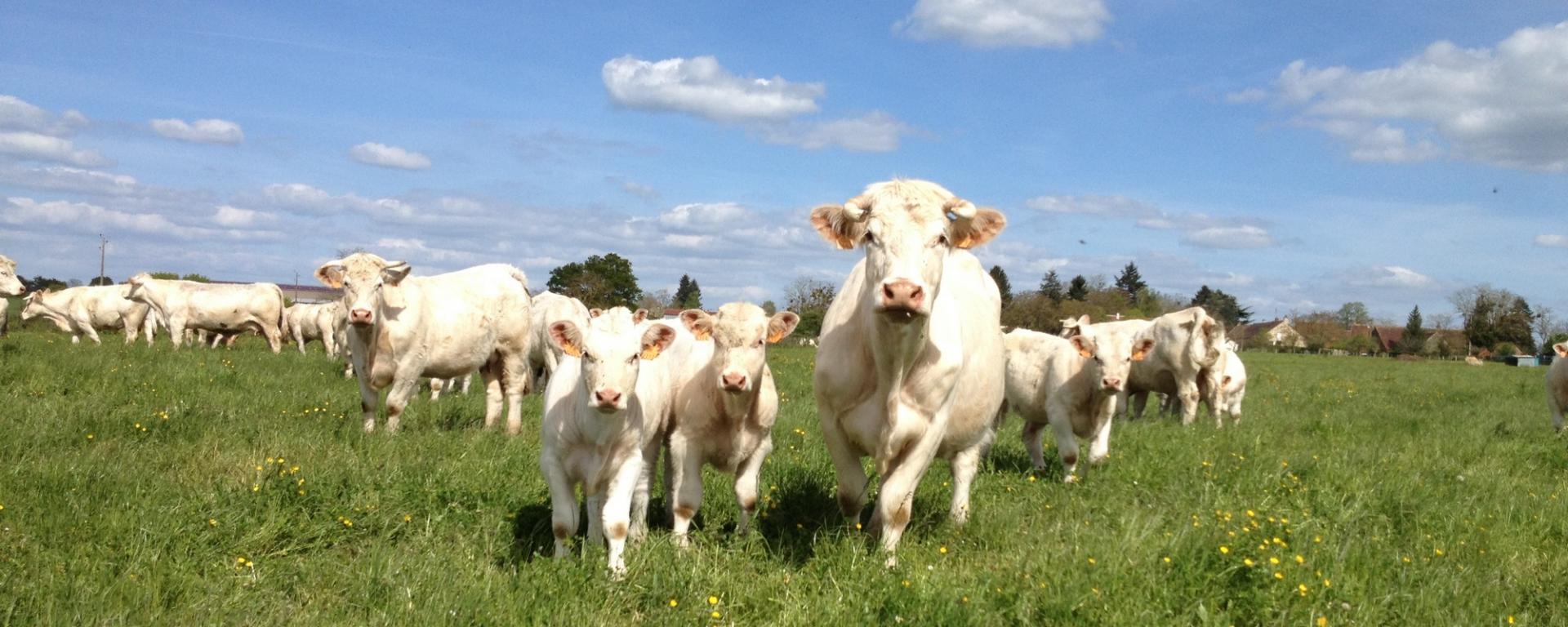 Nos belles charolaises